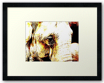 going to the zoo, elephant framed print